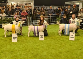 Genética ovina y tradición yerbatera de Misiones al corazón del campo argentino