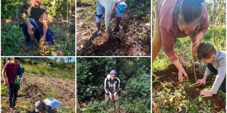 Las claves para conservar y recuperar al yaguareté: 200.000 árboles nativos plantados para restaurar la selva misionera