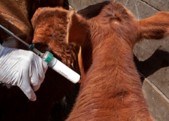 Ganaderos de Itapúa  quieren seguir vacunando contra la fiebre aftosa