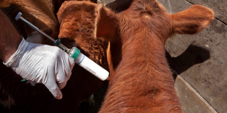 Ganaderos de Itapúa  quieren seguir vacunando contra la fiebre aftosa