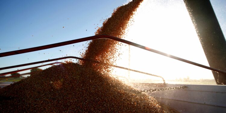 El Gobierno Nacional autorizó nuevos eventos genéticamente modificados de maíz y soja