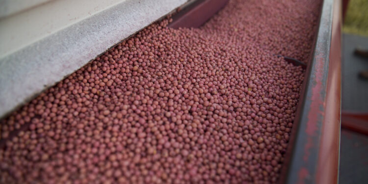 La cosecha de soja 2024/2025 crece en relación a la campaña anterior