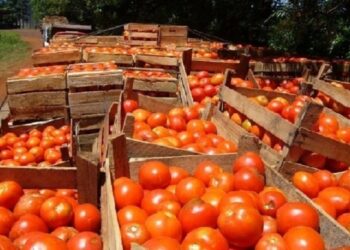Productores correntinos en alerta por la apertura de importaciones y baja demanda