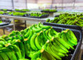 Éxito en producción de bananos en Salta con plantines misioneros