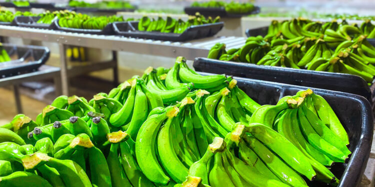 Éxito en producción de bananos en Salta con plantines misioneros