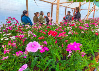 Flores para una cooperativa