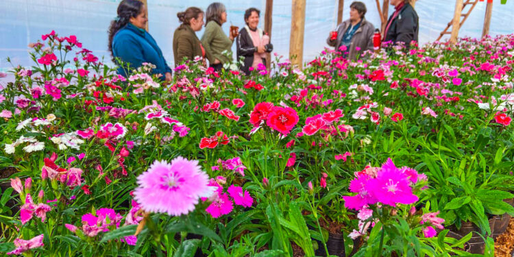 Flores para una cooperativa