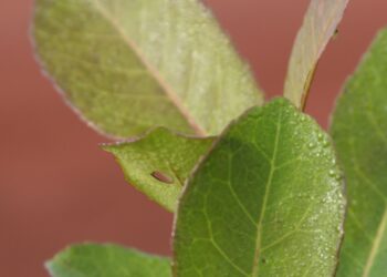 La Yerba Mate en la UBA