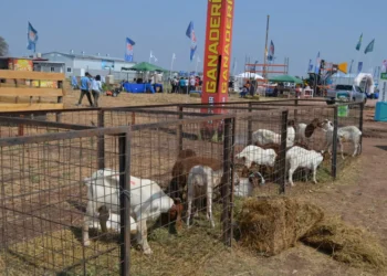 Este lunes, presentación oficial de la 2° edición de Agronea Pampa