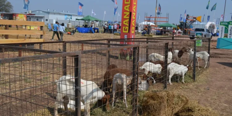 Este lunes, presentación oficial de la 2° edición de Agronea Pampa