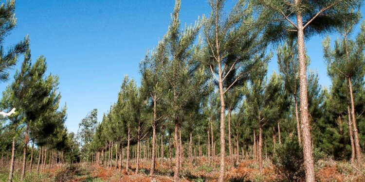 Se incrementó la superficie de plantaciones forestales en más de 48.000 hectáreas nuevas