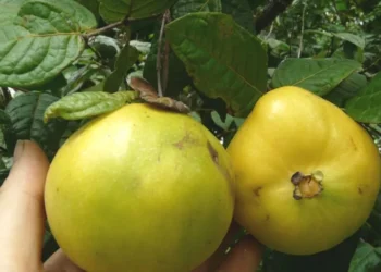 Charla sobre «Frutales nativos exóticos para el NEA»