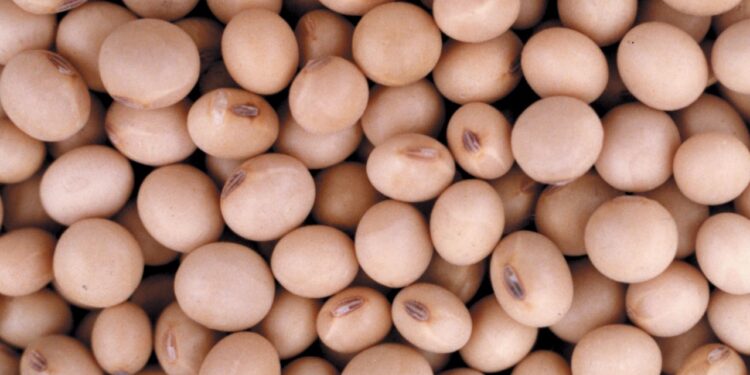 Incorporan inteligencia artificial para identificar variedades de soja