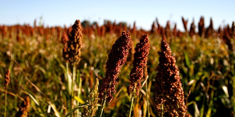 La producción de sorgo 2024/2025 creció 16% respecto a la campaña anterior