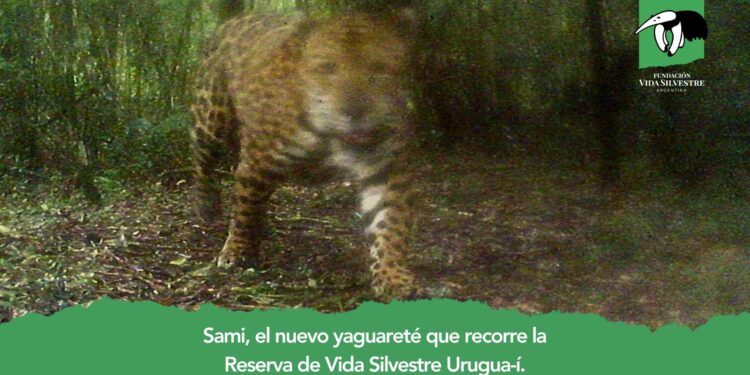 Un nuevo yaguareté en la Reserva de Vida Silvestre Urugua-í