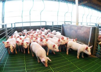Argentina marcó un récord histórico en faena y producción de carne porcina en los primeros 8 meses del año