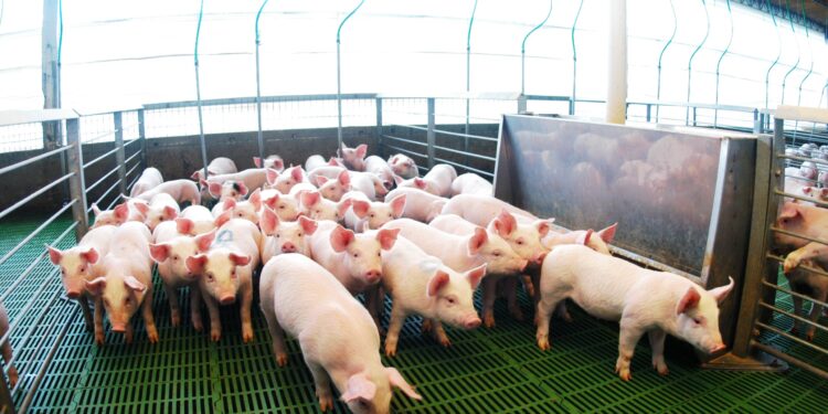 Argentina marcó un récord histórico en faena y producción de carne porcina en los primeros 8 meses del año