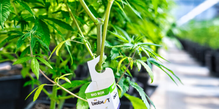 Diplomatura en Bioinsumos Agrícolas: nuevo módulo sobre control biológico de plagas