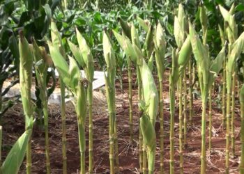 Productos que Paraguay exporta, también importa