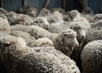 Zafra ovina: incrementó 31,9% en volumen y 23,22% en valor con destino a exportación