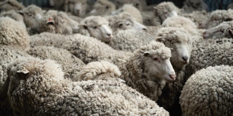 Zafra ovina: incrementó 31,9% en volumen y 23,22% en valor con destino a exportación