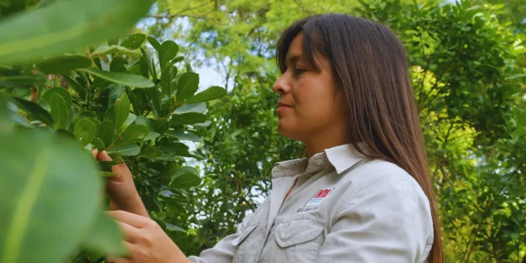 INTA: recomendaciones para promover aliados naturales en la yerba mate