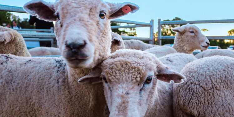 Capacitación ovina en Alem