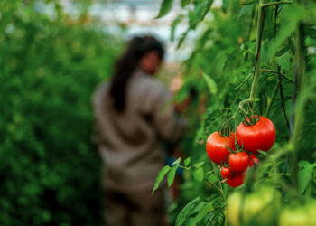 Capacitación en cultivo de tomates y pimientos, el 2 de octubre en San Vicente