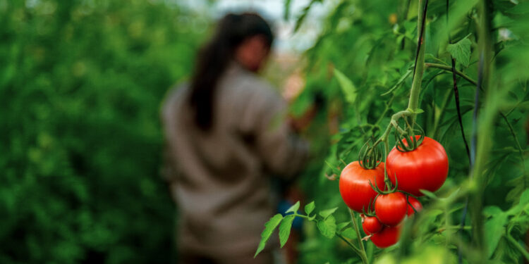 Capacitación en cultivo de tomates y pimientos, el 2 de octubre en San Vicente