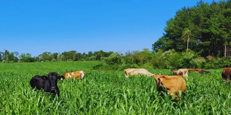Lechería: recomendaciones para el uso de pasturas adaptadas