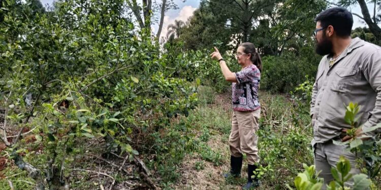 Yerba mate sustentable, una producción amigable con la naturaleza que suma adeptos