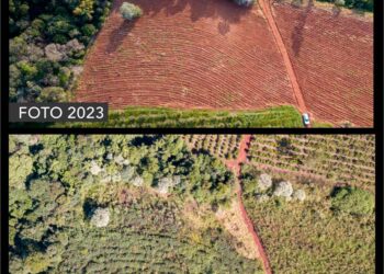 Misiones: superan los 200.000 árboles nativos plantados en una de las iniciativas de restauración más sostenidas del país