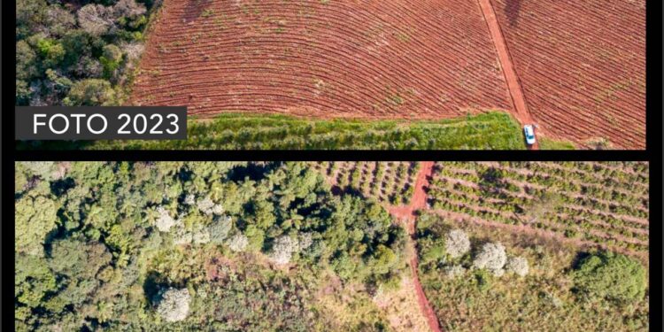 Misiones: superan los 200.000 árboles nativos plantados en una de las iniciativas de restauración más sostenidas del país