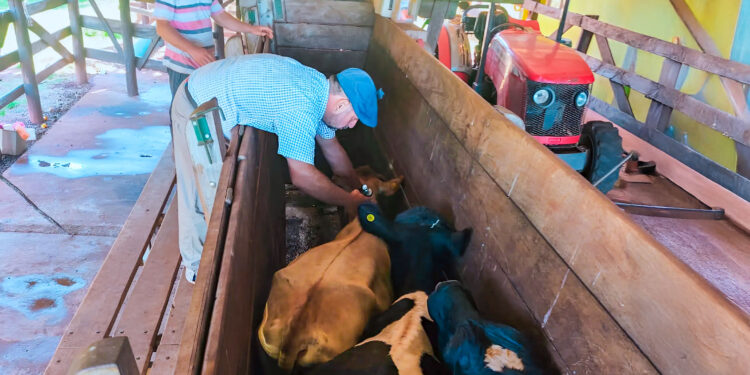 El lunes 13 arranca la segunda campaña 2025 contra la fiebre aftosa