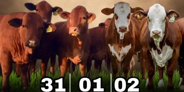 Montecarlo: 33ª Fiesta Provincial del Ganadero