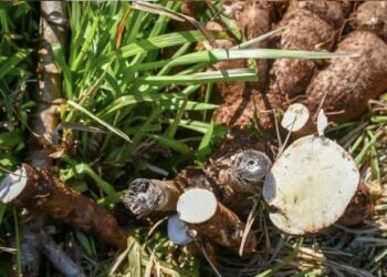 La mandioca misionera amplía su potencial genético