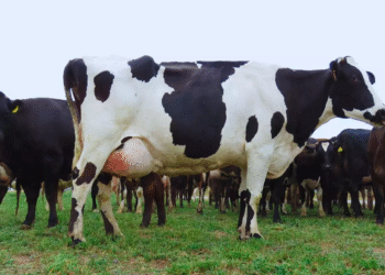 Avanzan en el desarrollo de una vacuna para prevenir la mastitis bovina