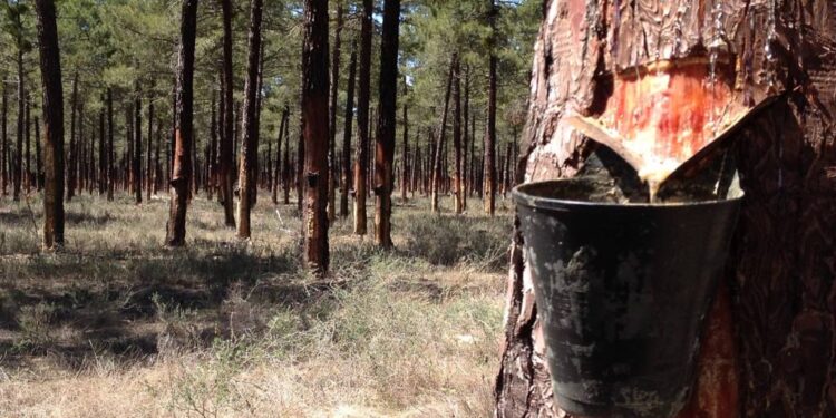 Resina de pino : más de 40 millones de dólares en exportaciones