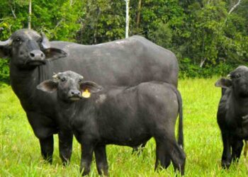 Carne de búfalo con un perfil nutricional sobresaliente, una alternativa promisoria para la ganadería del NEA