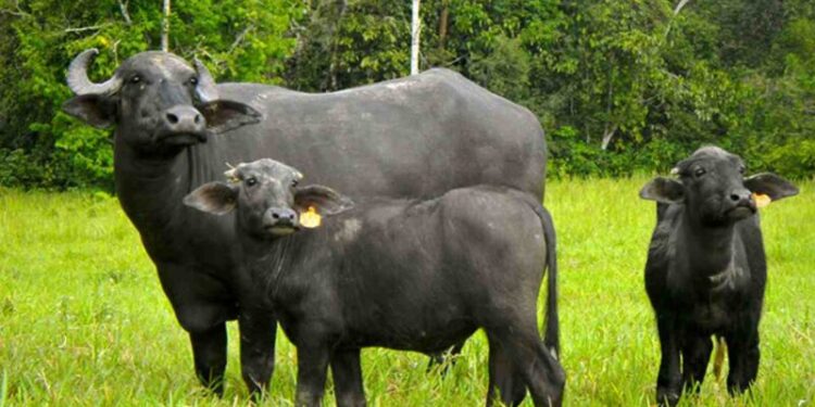 Carne de búfalo con un perfil nutricional sobresaliente, una alternativa promisoria para la ganadería del NEA