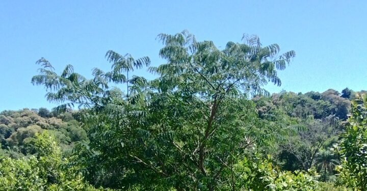 Crecen con buen desarrollo los árboles implantados en yerbales para lograr resiliencia climática