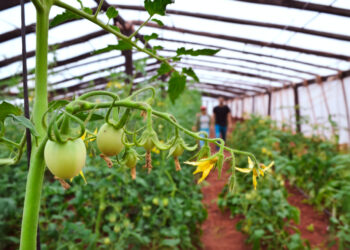 Créditos para productores hortícolas afectados por la tormenta en Gobernador Roca