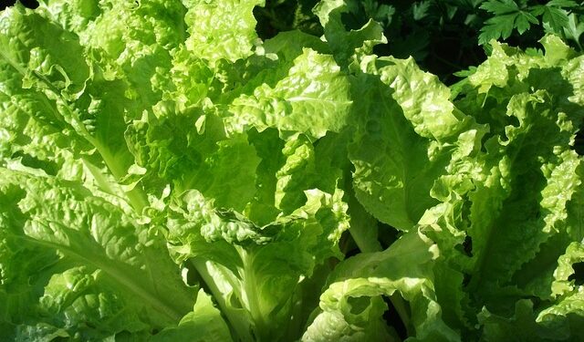 Lechuga Misionera: tecnología, organización y trabajo local que dan resultados