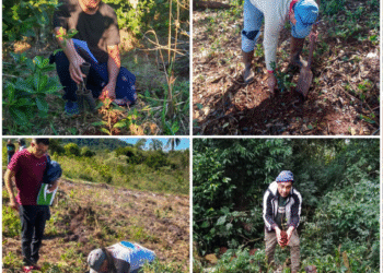 Más de 200.000 árboles para la selva misionera