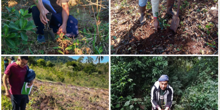 Más de 200.000 árboles para la selva misionera