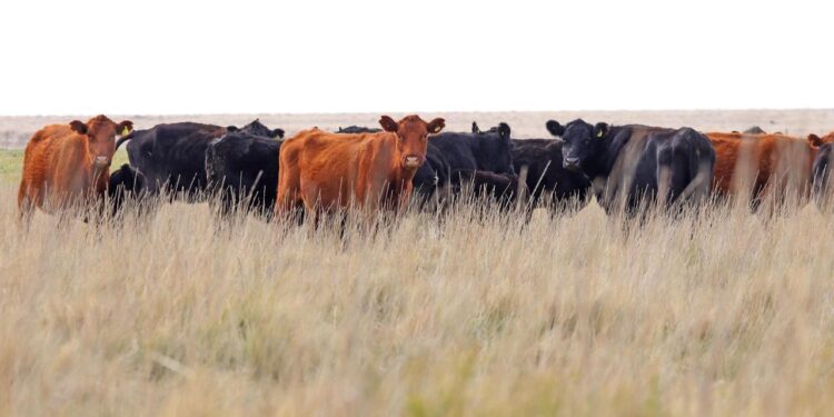 Se aprobaron créditos valor producto por $3.500 millones para incrementar el stock bovino nacional