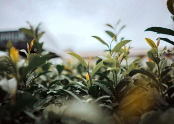 Misiones gestiona la inclusión del té misionero en el acuerdo comercial con Estados Unidos