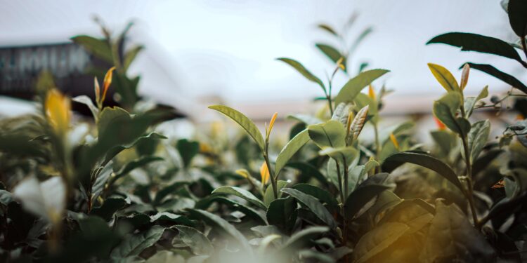 Misiones gestiona la inclusión del té misionero en el acuerdo comercial con Estados Unidos