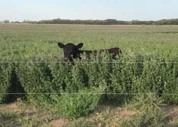 Capacitación sobre alambrados eléctricos