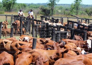 Avance genético que impulsa la ganadería misionera en la fiesta  de Montecarlo